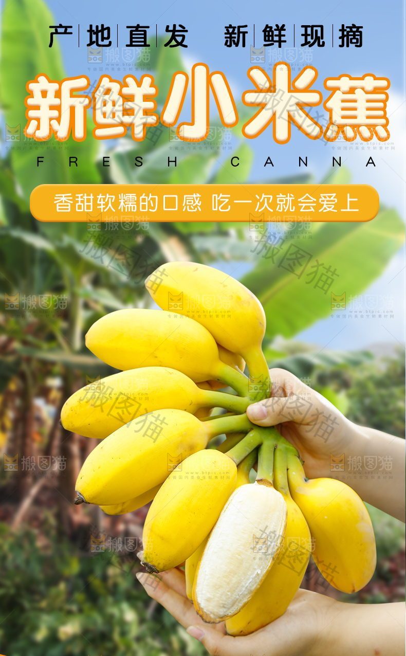 新鲜小米蕉详情页