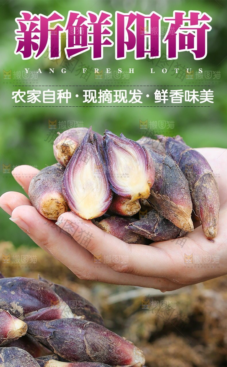 新鲜阳荷详情