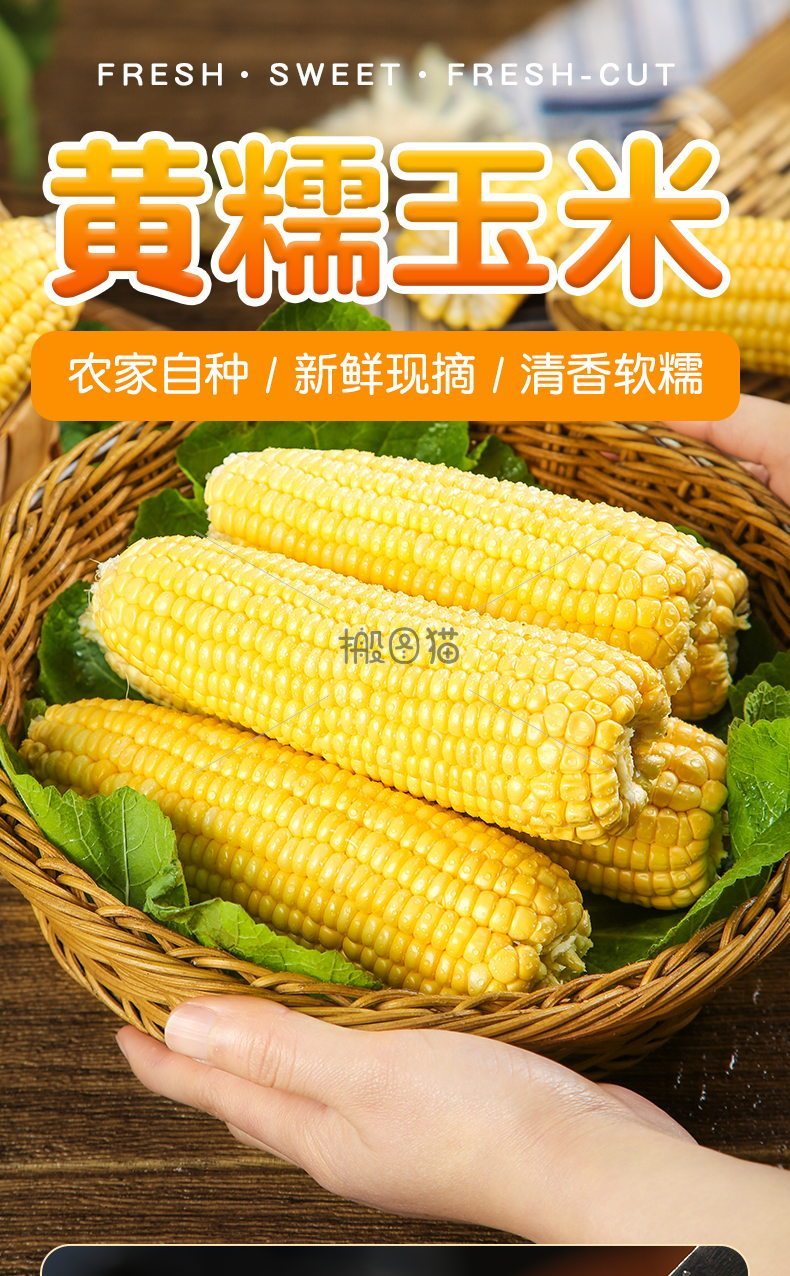 黄糯玉米详情