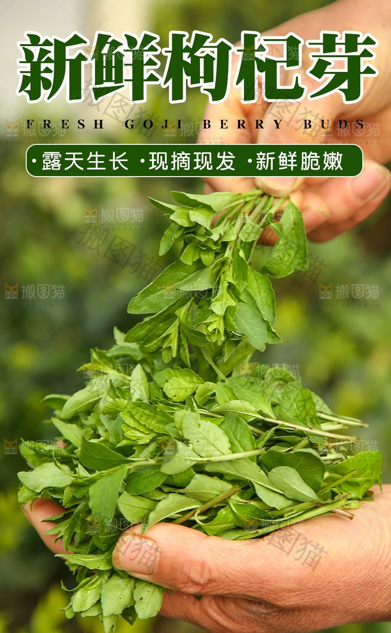 新鲜枸杞芽详情