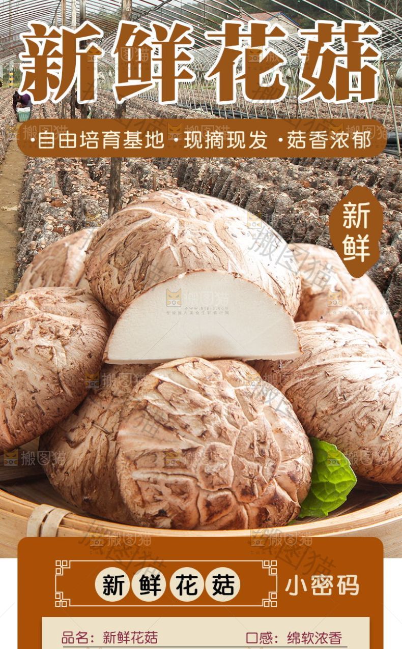 新鲜花菇详情