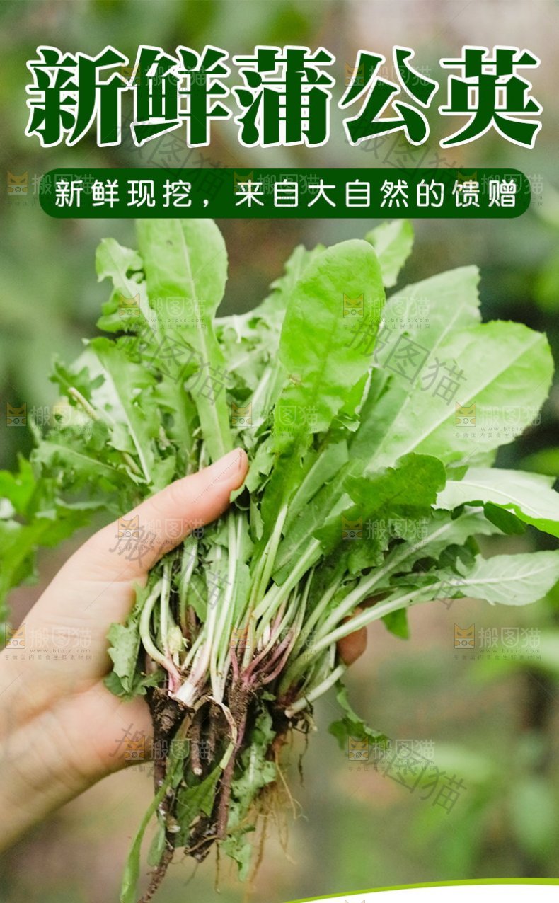 新鲜蒲公英详情
