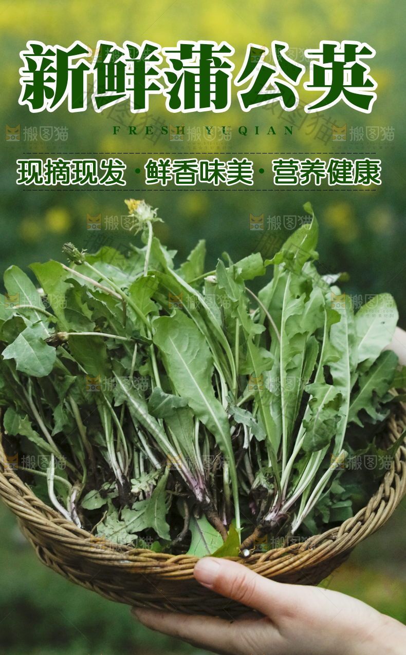 新鲜蒲公英详情页