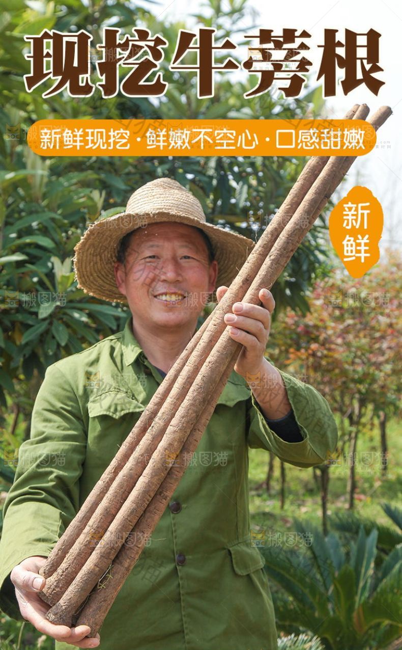 现挖牛蒡根