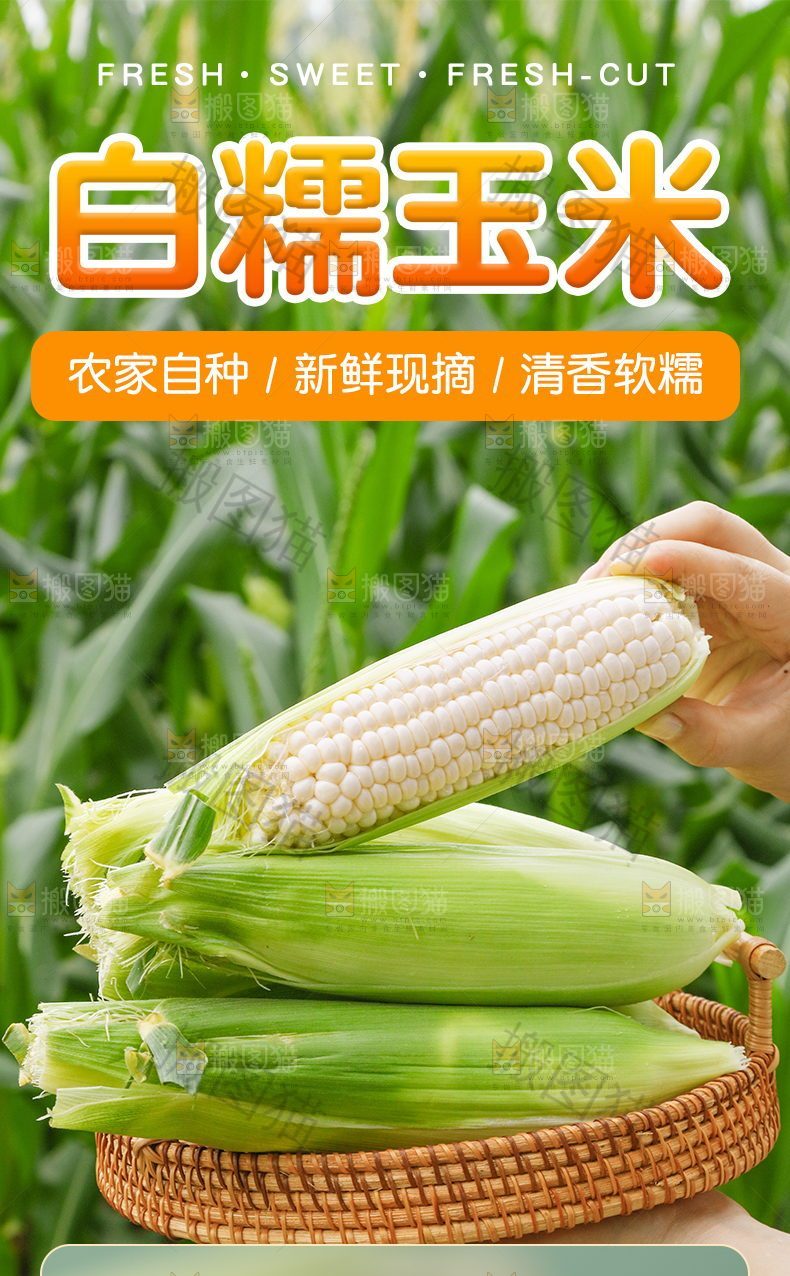 白糯玉米详情