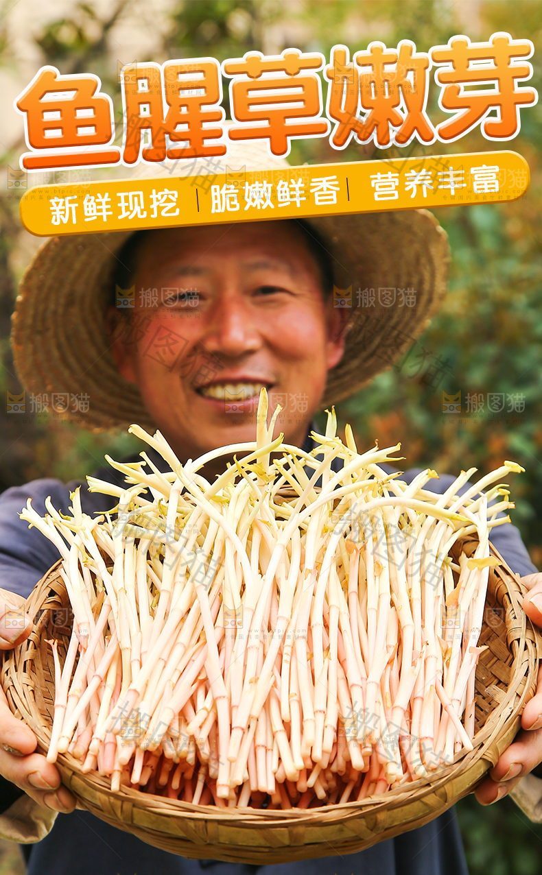 鱼腥草嫩芽详情