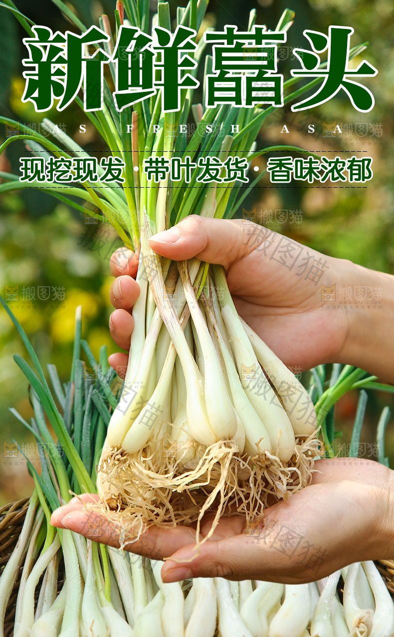 新鲜藠头详情页