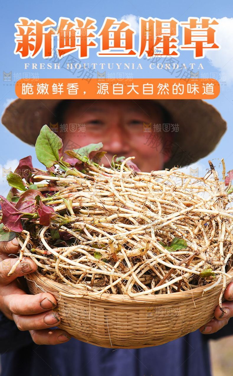 新鲜鱼腥草详情