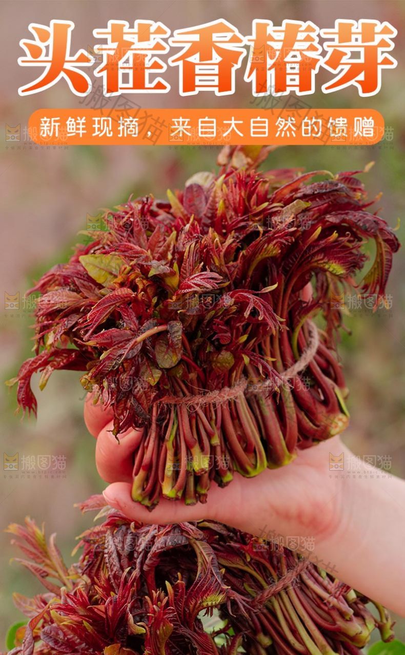 头茬香椿芽详情
