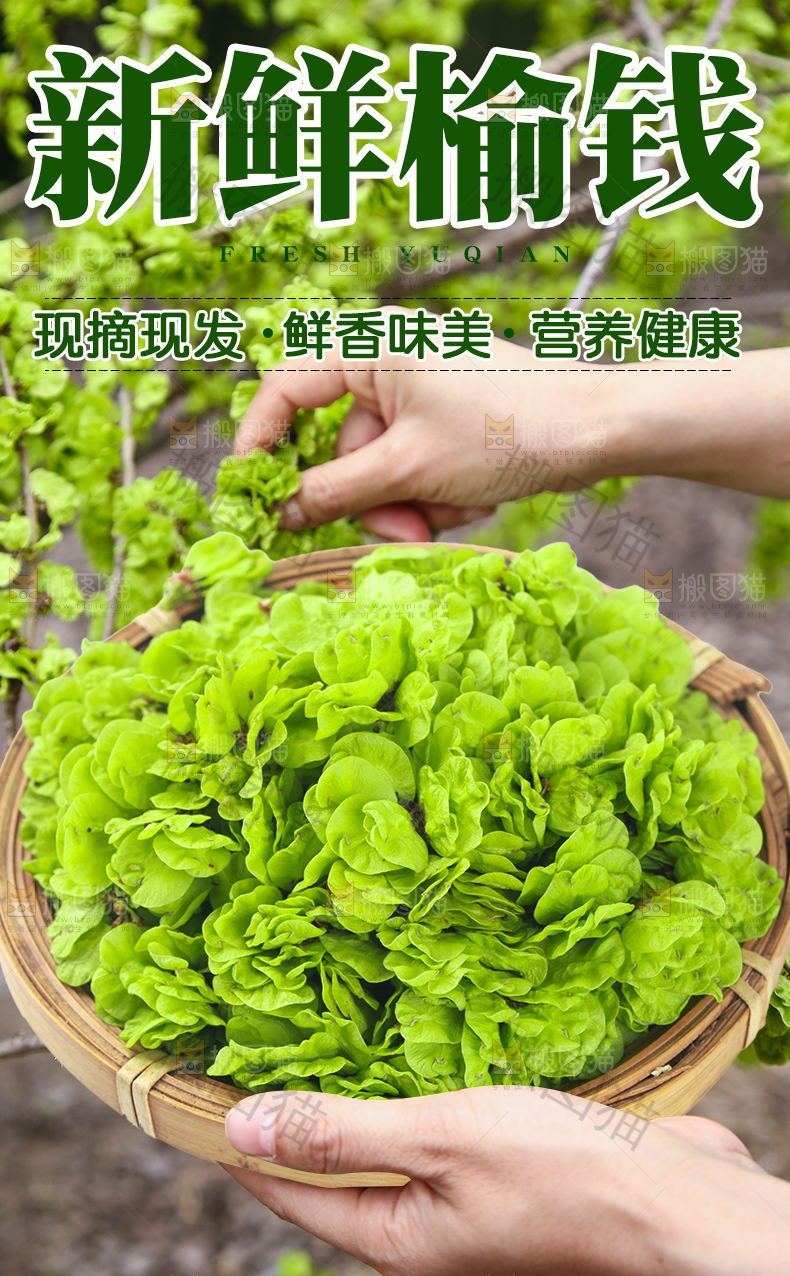 新鲜榆钱详情页设计
