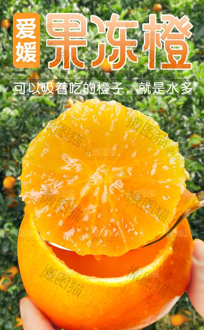 爱媛果冻橙详情