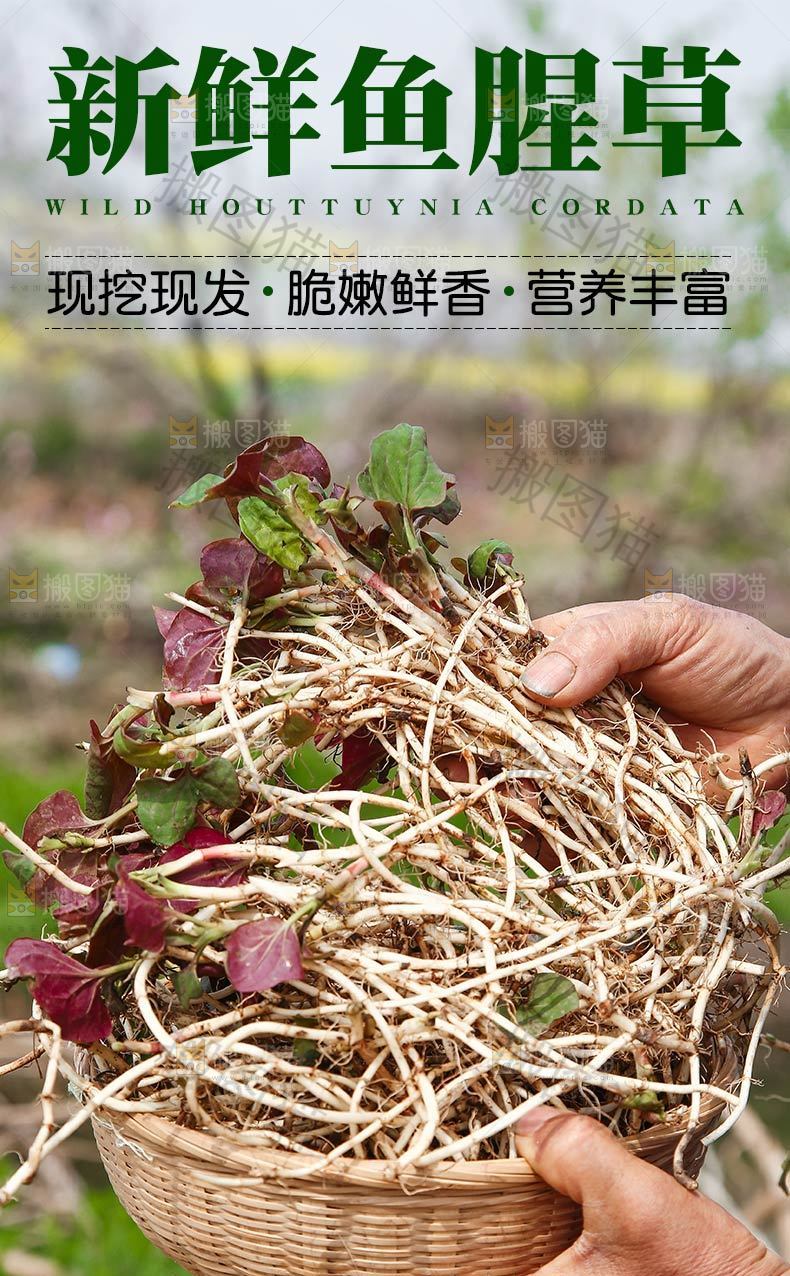 野生鱼腥草详情页