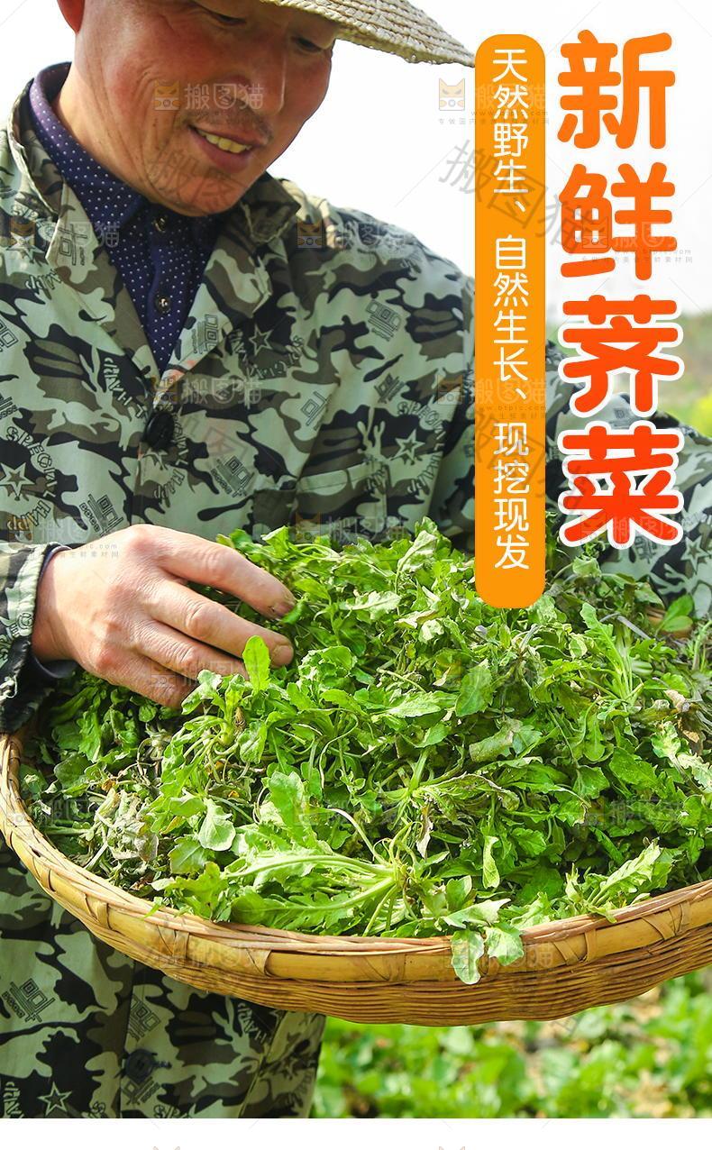 新鲜荠菜详情页