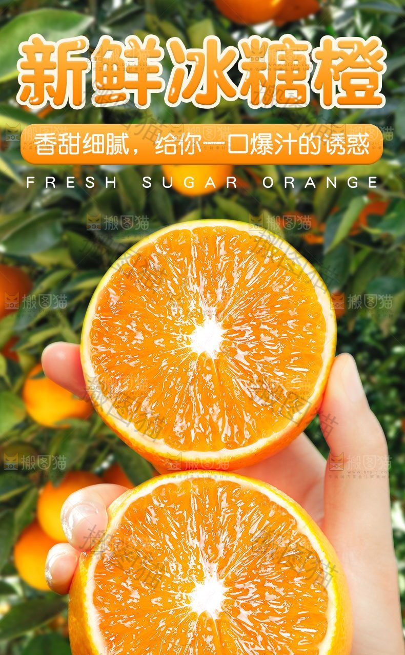 新鲜冰糖橙详情