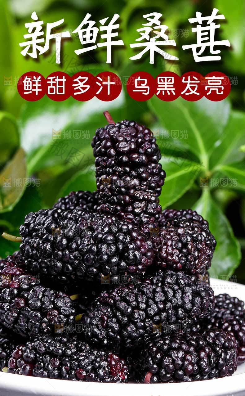 新鲜桑葚详情