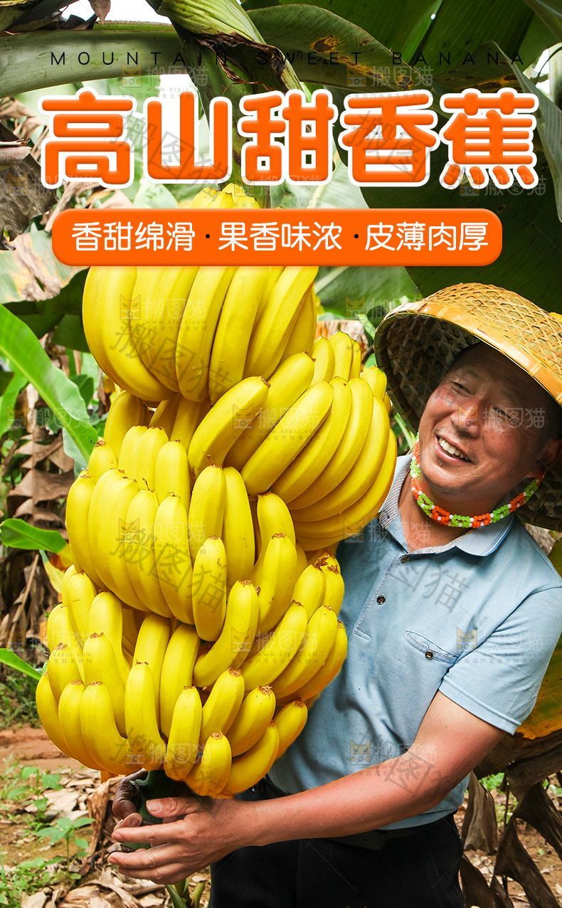 高山甜香蕉详情