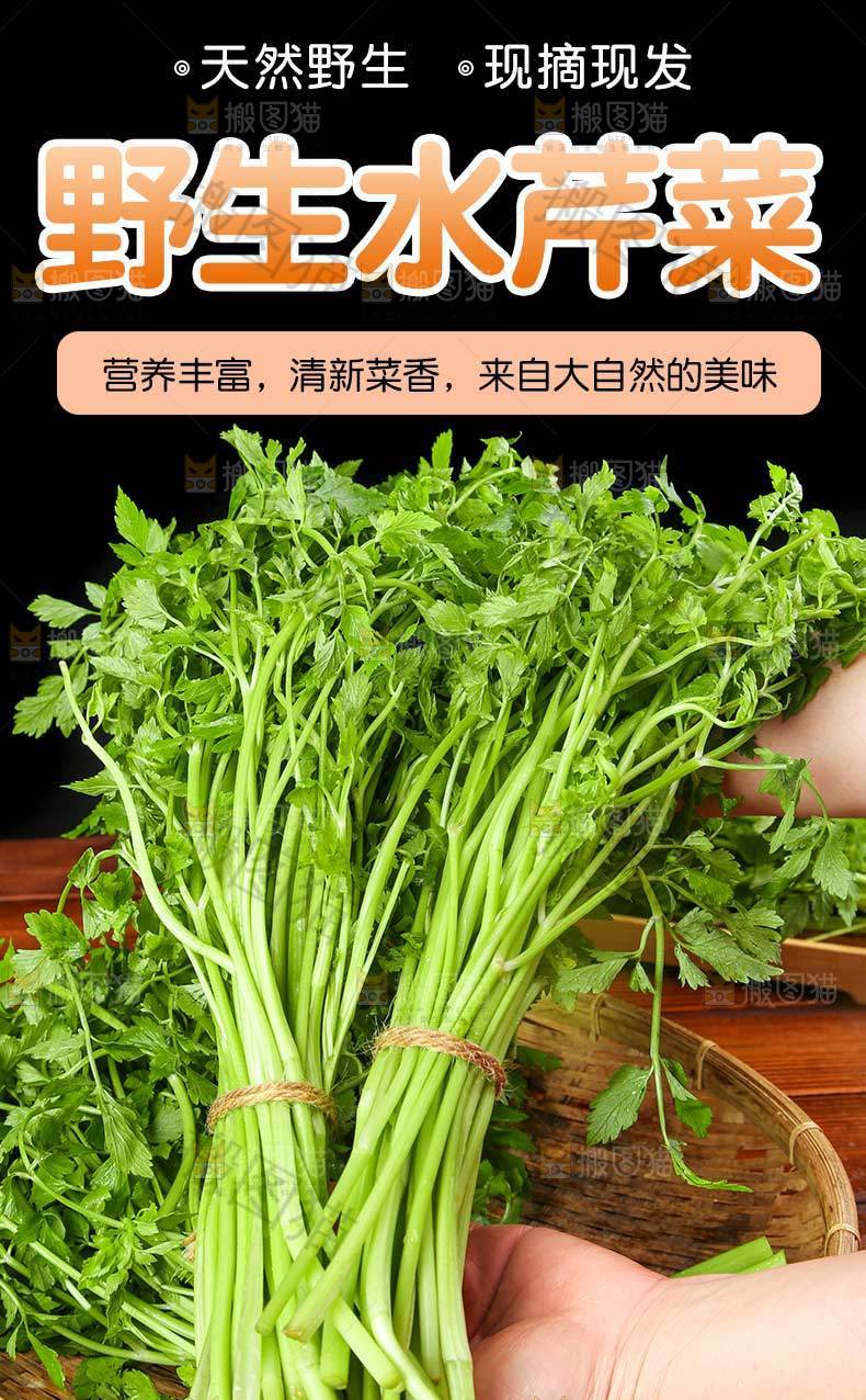野生水芹菜详情