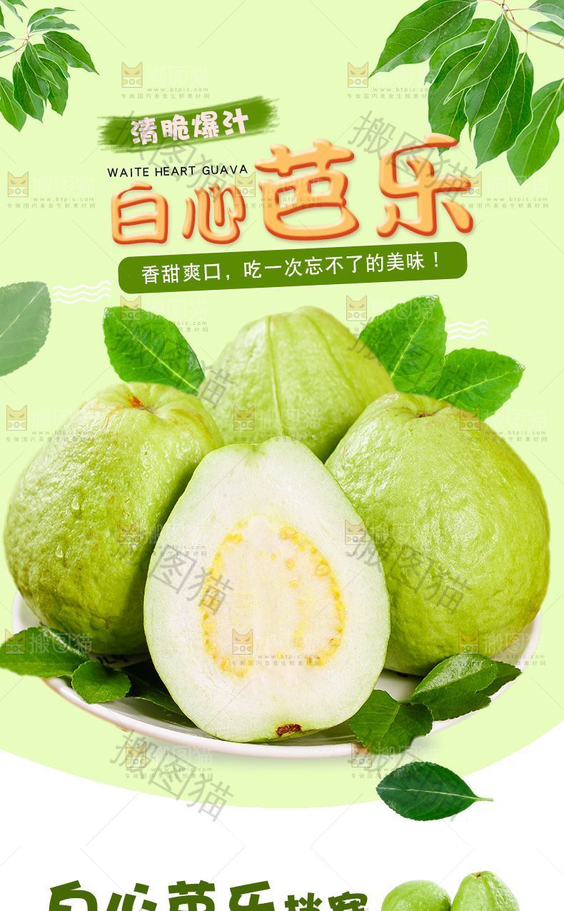 白心芭乐详情