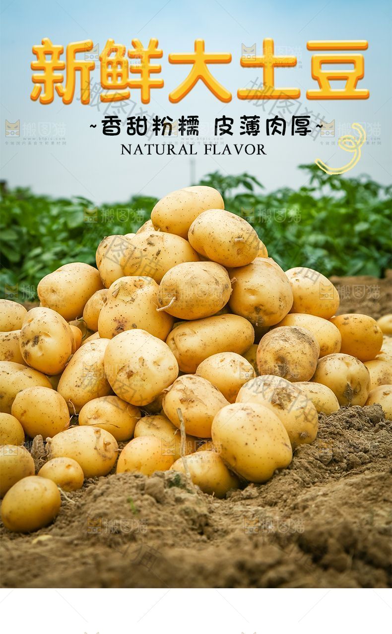 新鲜大土豆