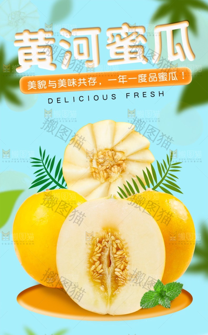 黄河蜜瓜详情