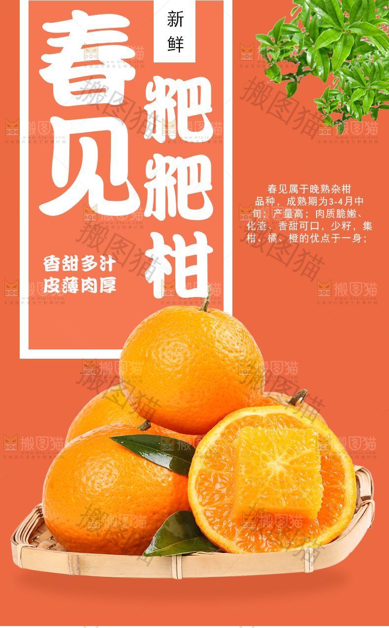 春见粑粑柑详情页设计