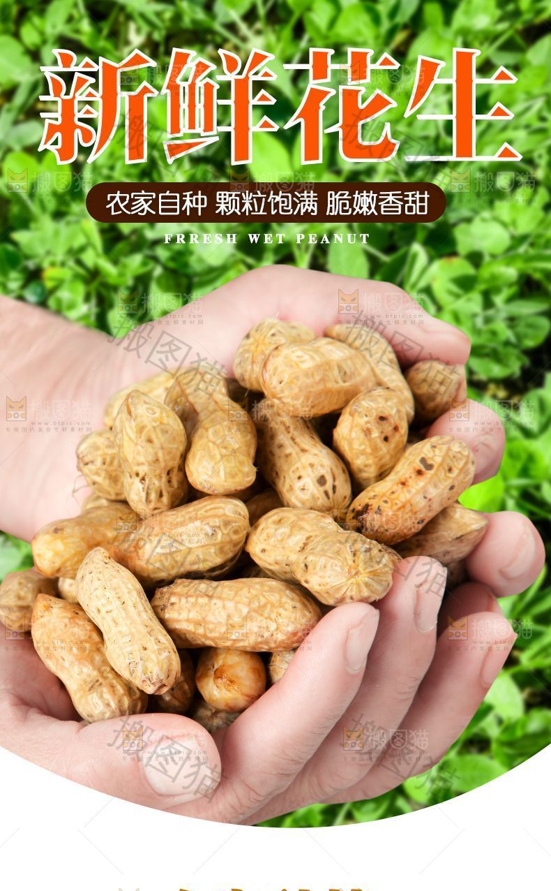 新鲜花生详情