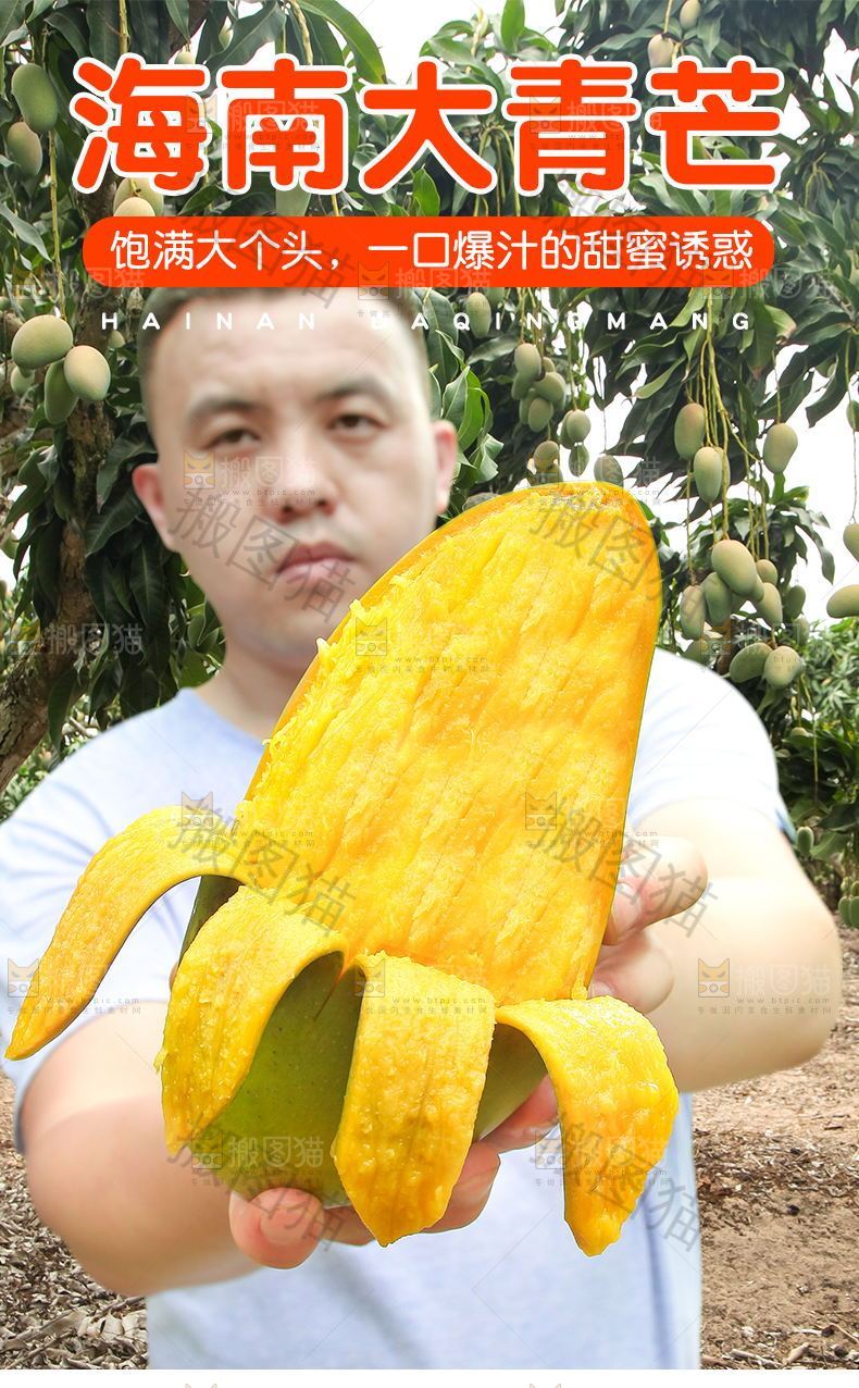 海南大青芒详情