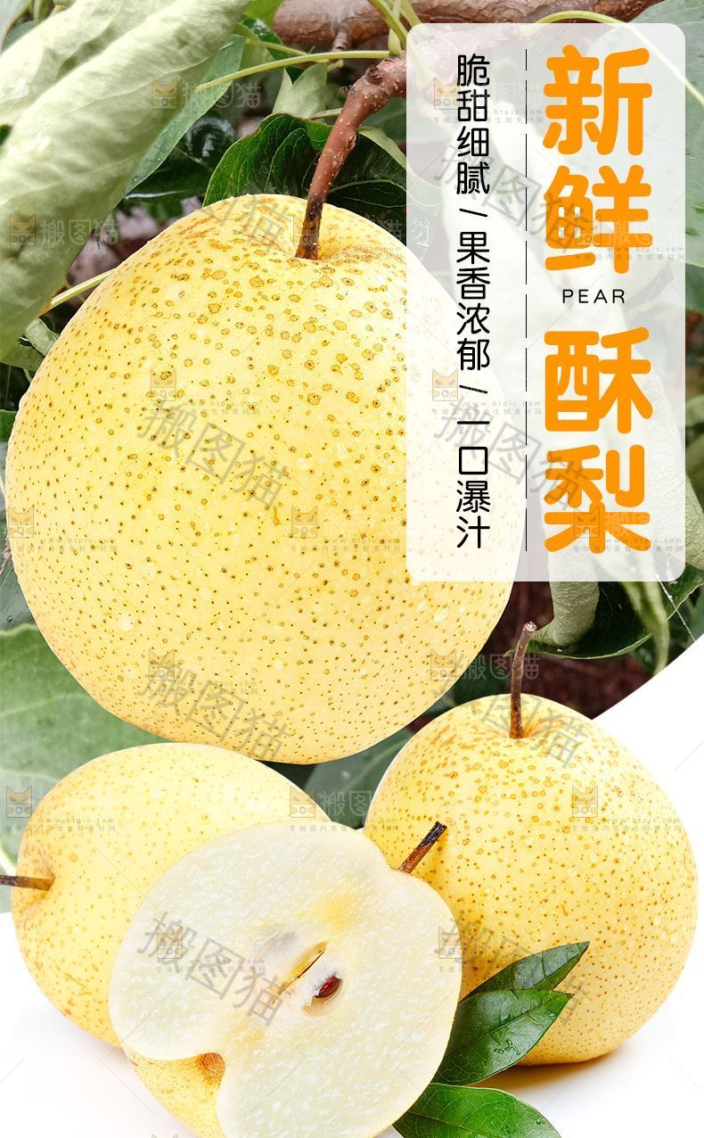 新鲜酥梨