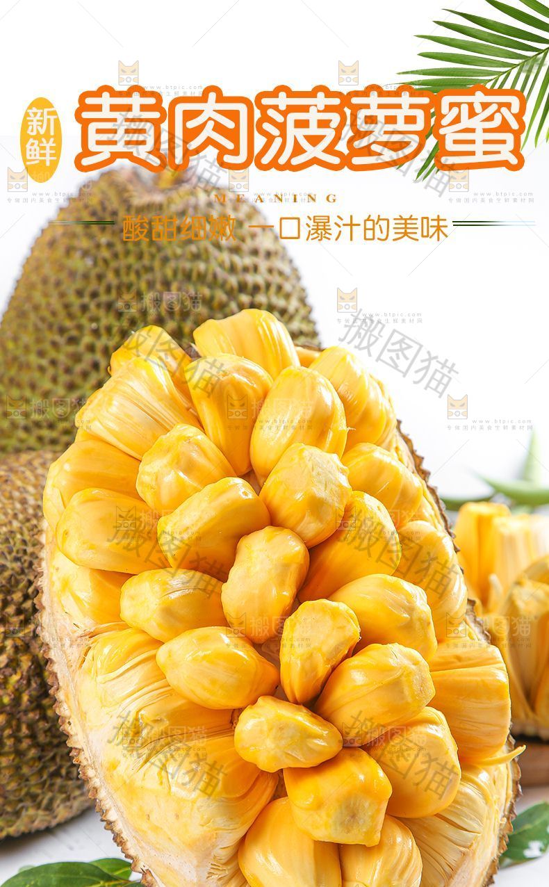 黄肉菠萝蜜详情