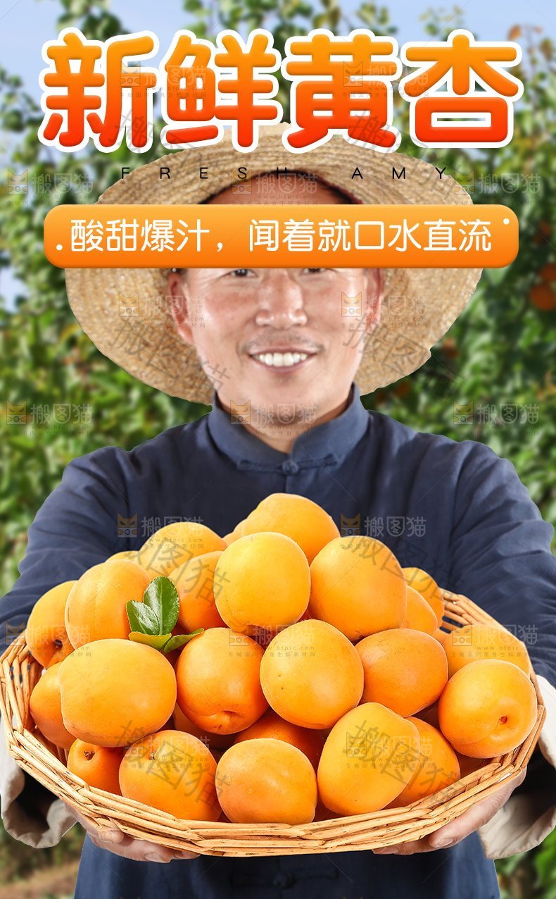 新鲜黄杏详情