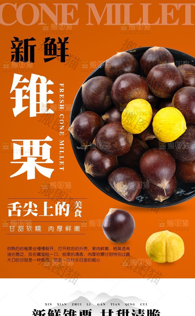 新鲜锥栗详情