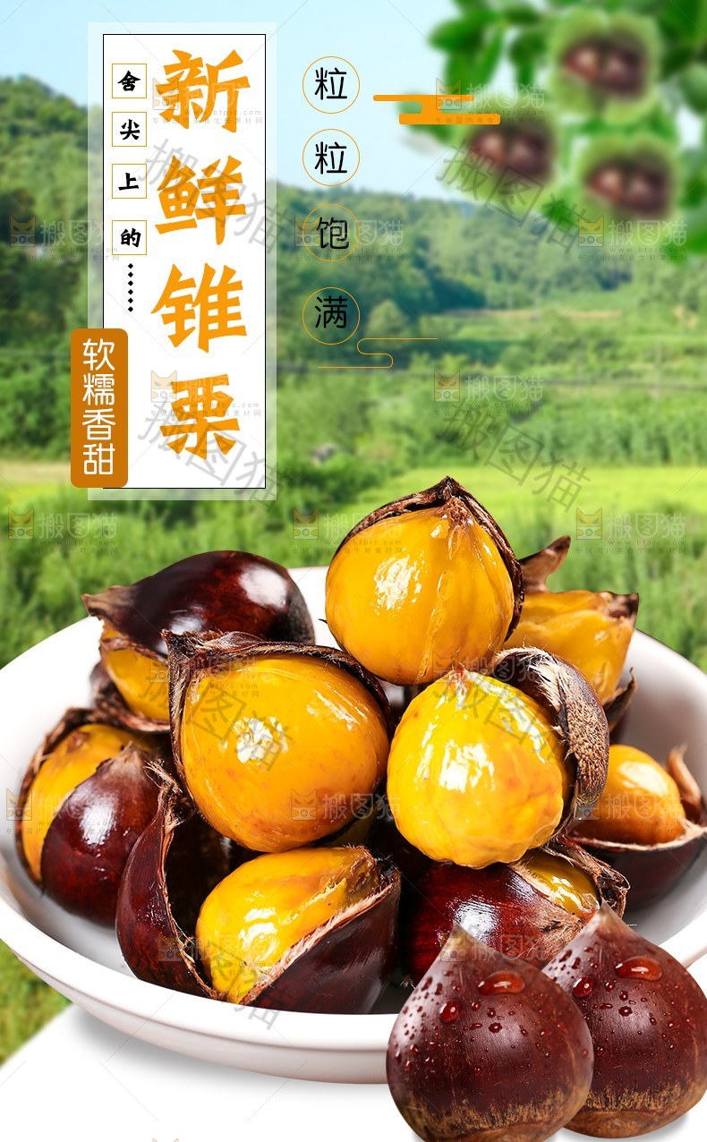 新鲜锥栗详情页