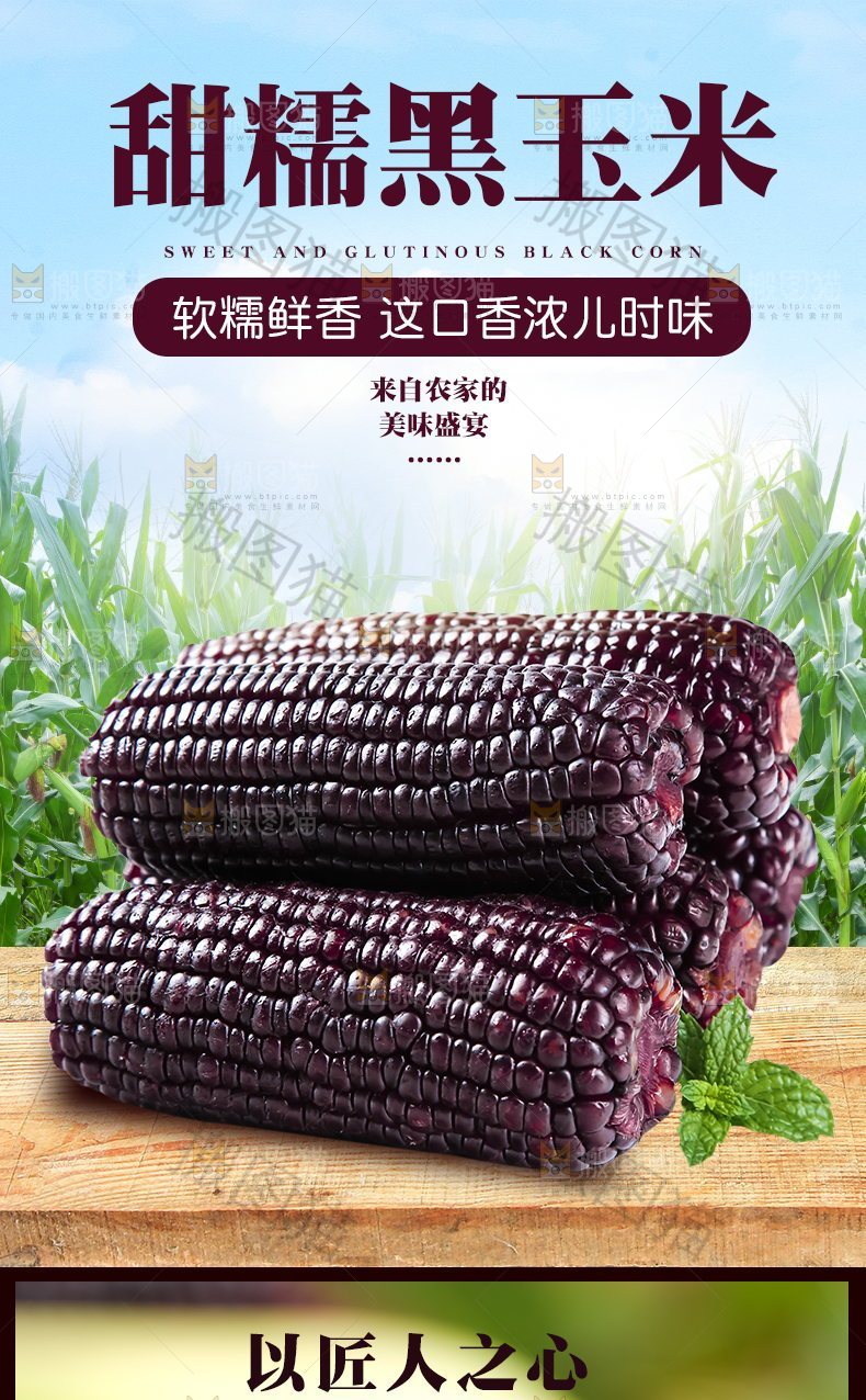 甜糯黑玉米详情