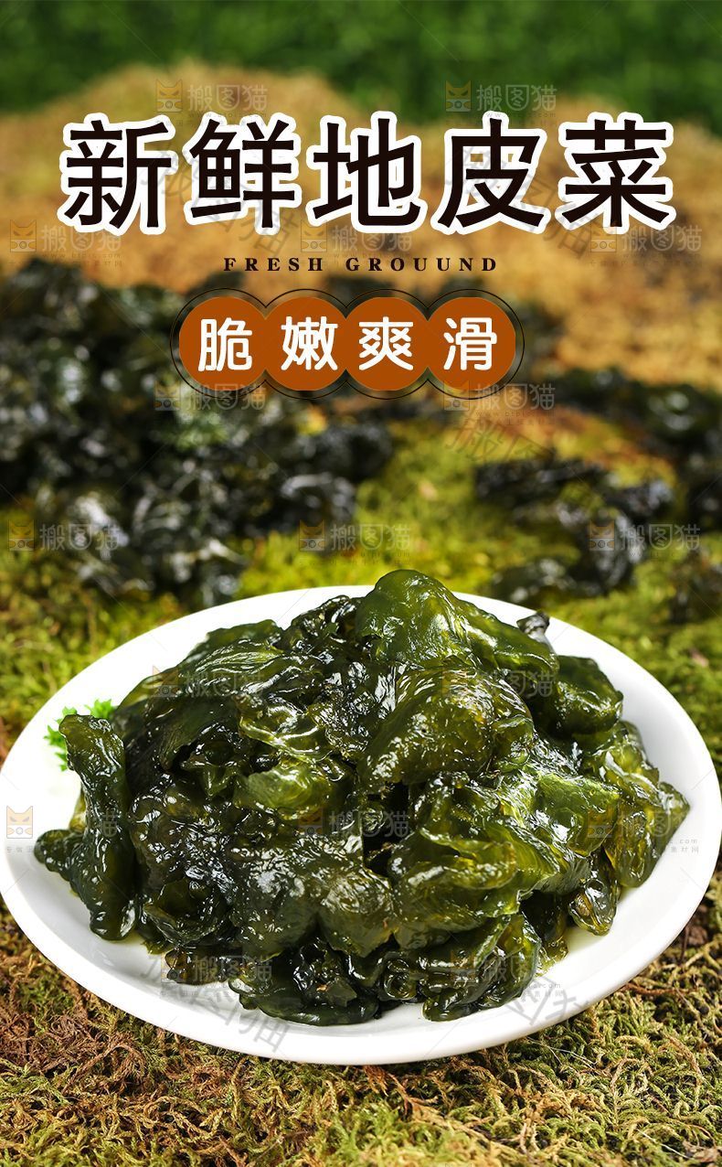 新鲜地皮菜