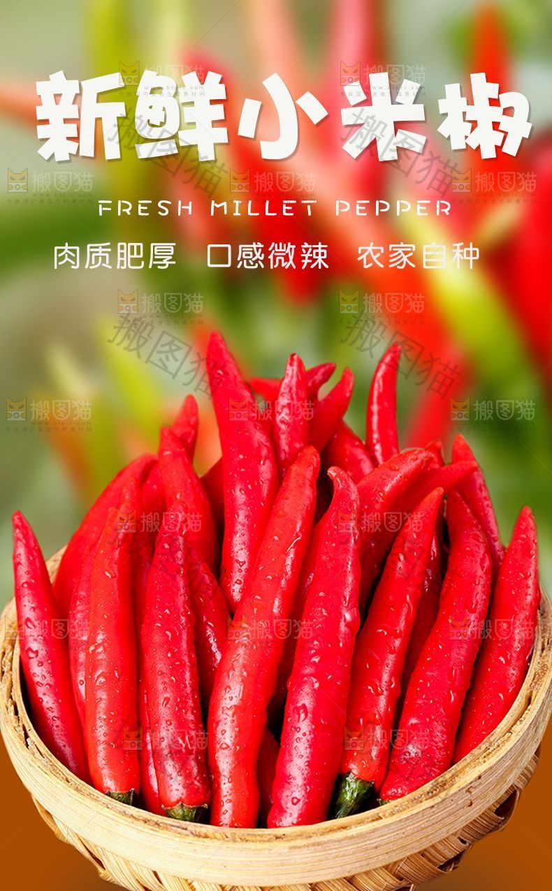 新鲜小米椒