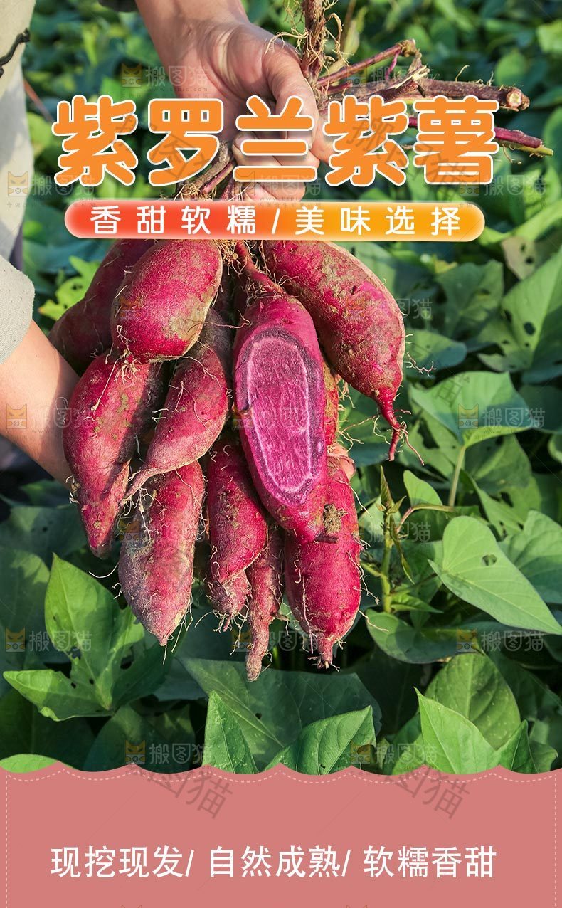 紫薯详情页设计