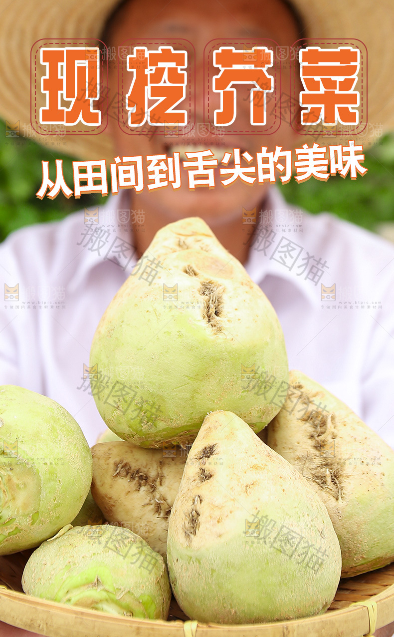 现挖芥菜头详情页