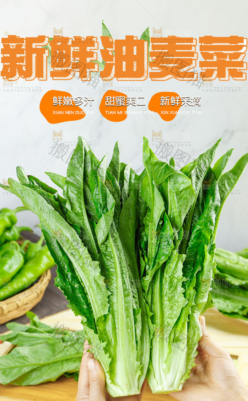 新鲜油麦菜详情页