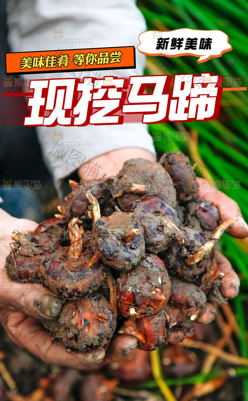新鲜马蹄详情页