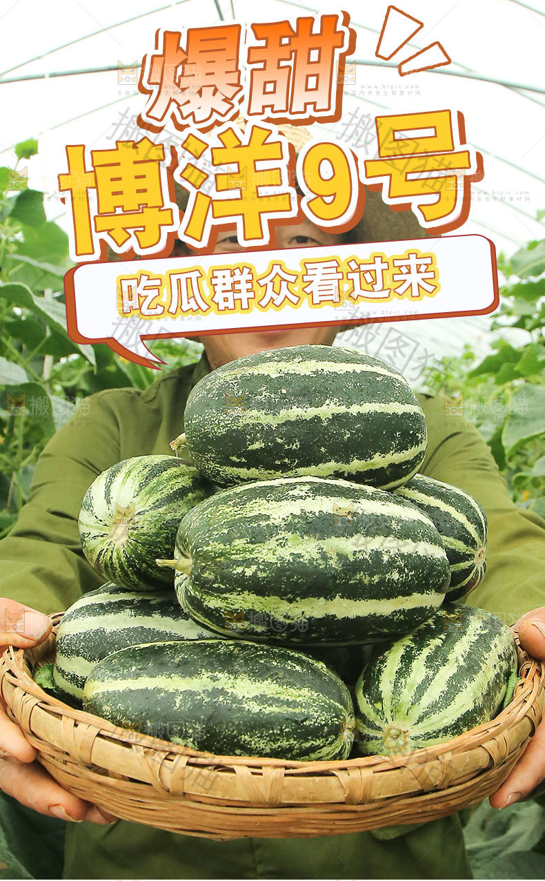 博洋9号甜瓜详情页