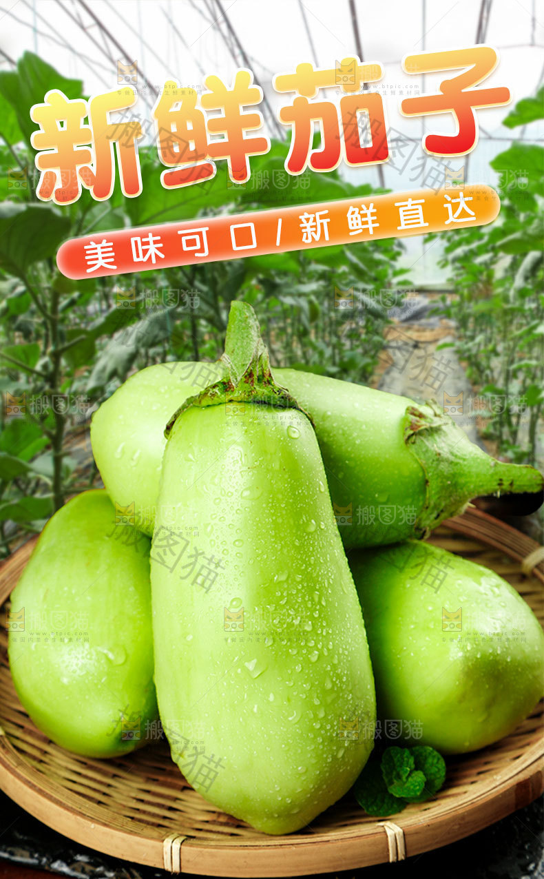 新鲜青茄子详情页