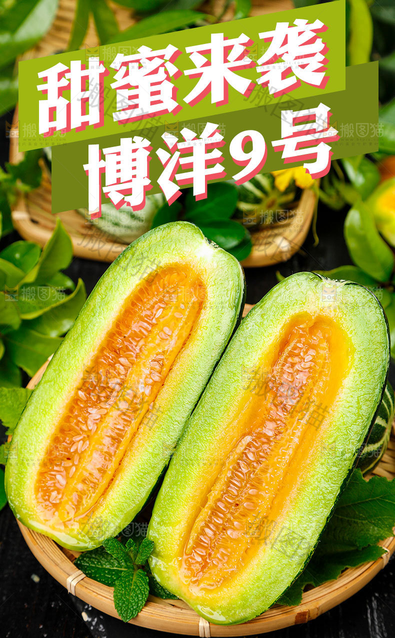 博洋9号甜瓜详情