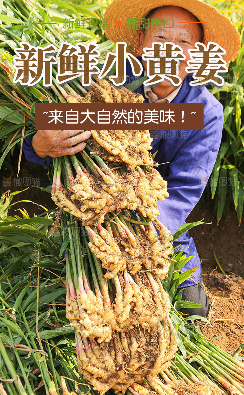 云南小黄姜详情页