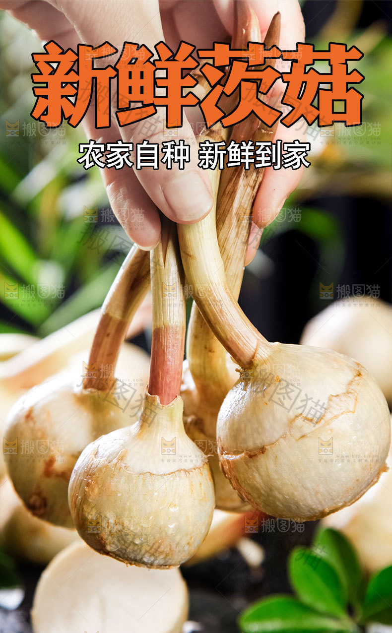 新鲜茨菇详情页