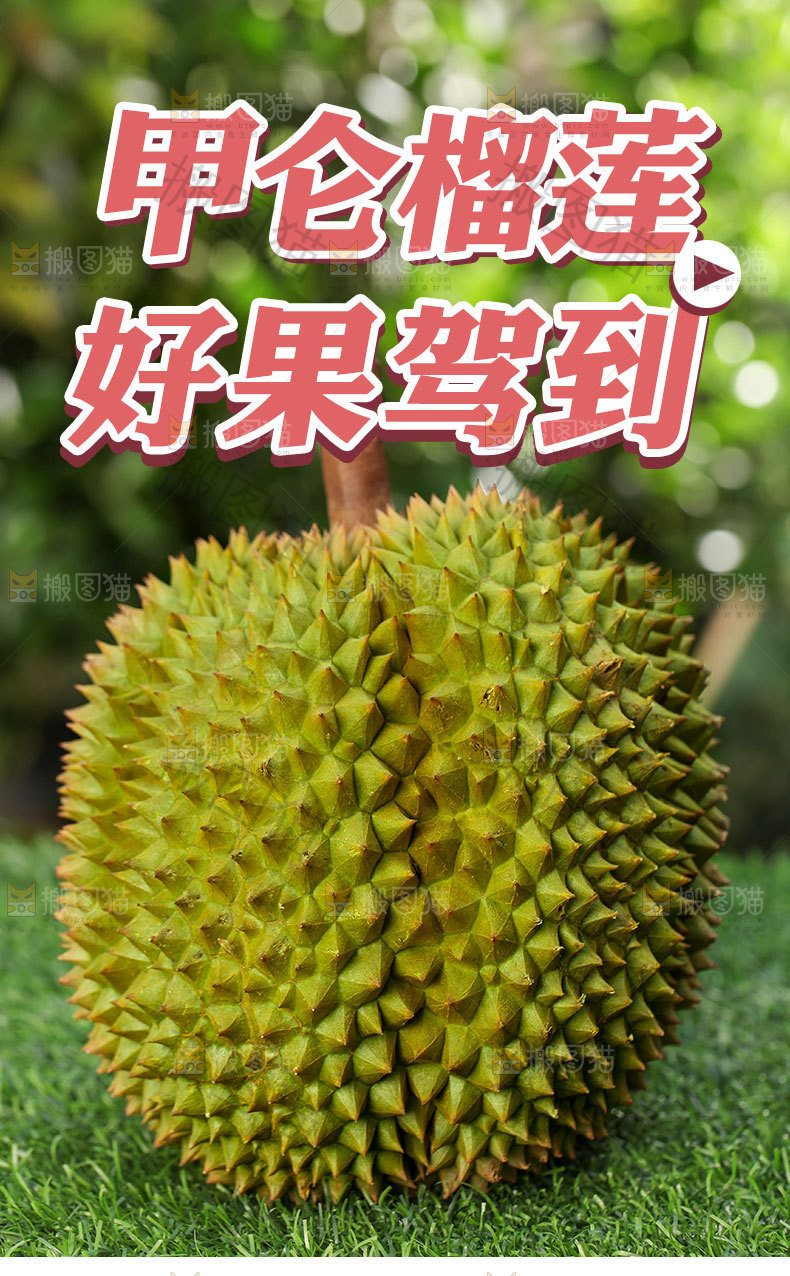 新鲜榴莲详情页