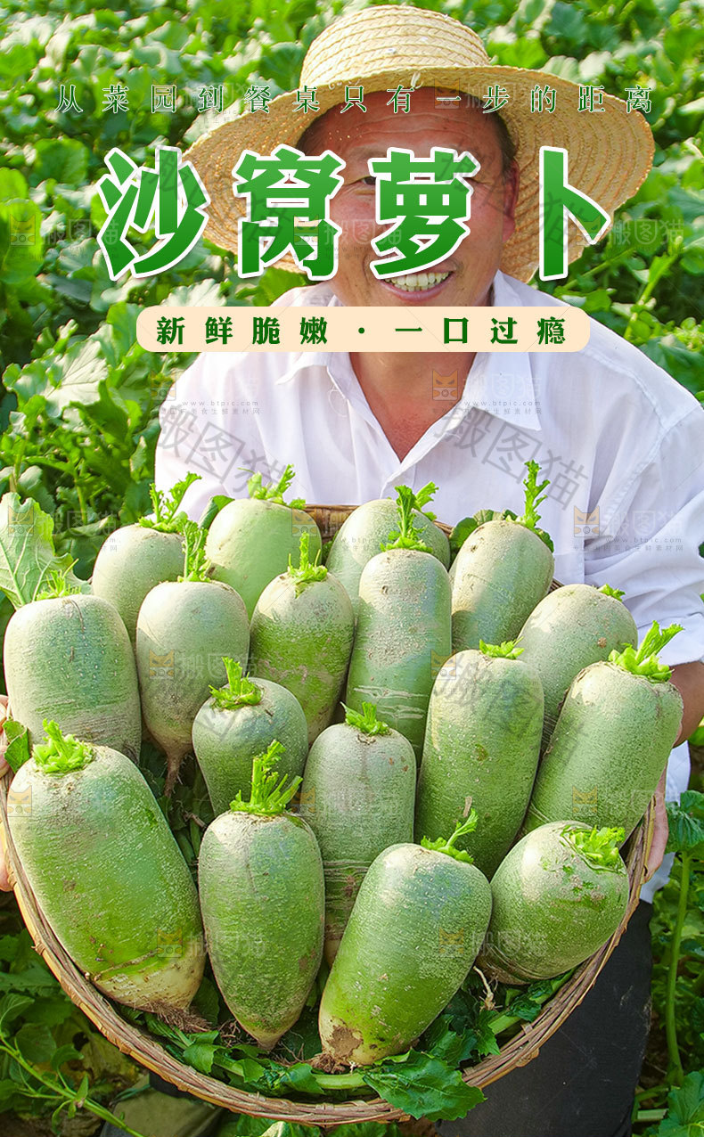 沙窝萝卜详情页