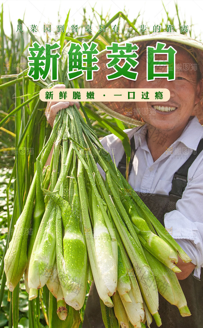 茭白详情页设计