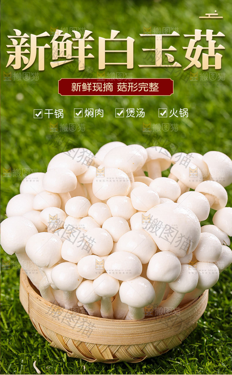 新鲜白玉菇详情