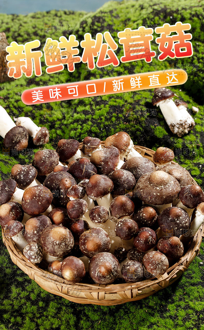 新鲜松茸菇详情页