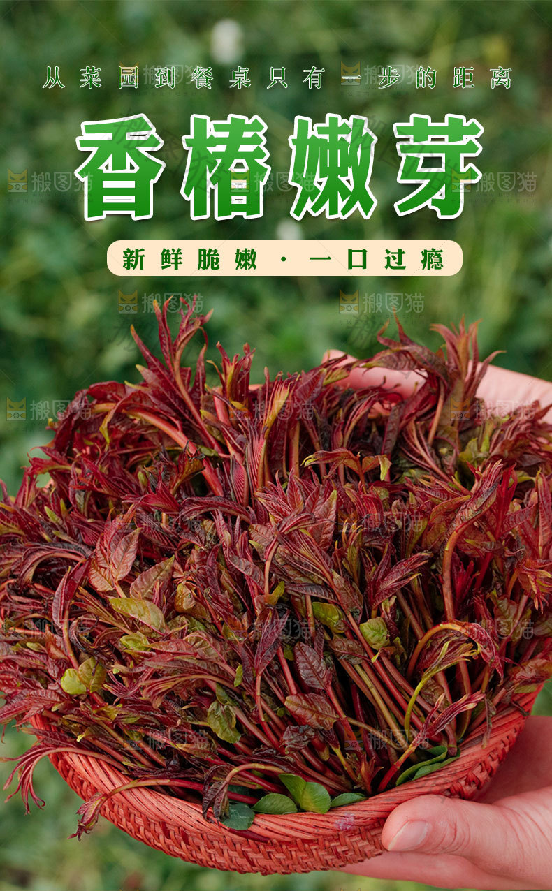 香椿芽详情页设计